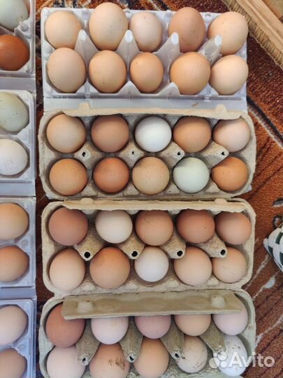 Домашние куриные яйца
