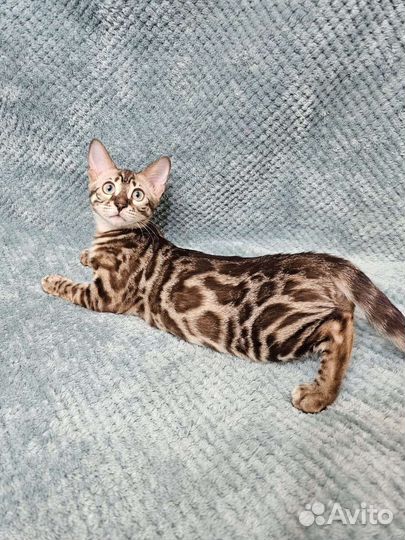 Бенгальская девочка-мурлыка