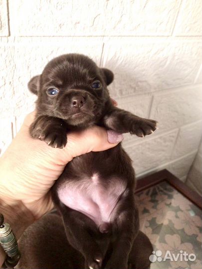 Продаются щенки чихуахуа редких окрасов