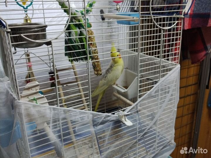 Попугай корелла птенец