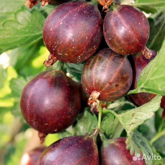 Крыжовник продажа Барнаул