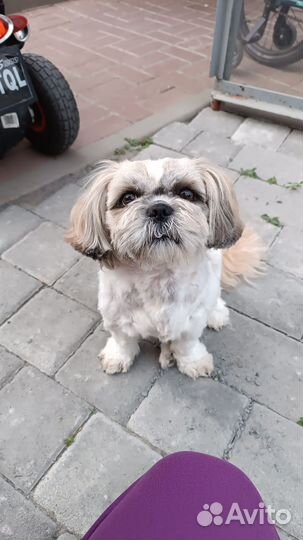 Вязка собак ши-тцу