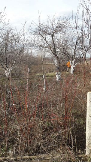 Участок 7 сот. (СНТ, ДНП)