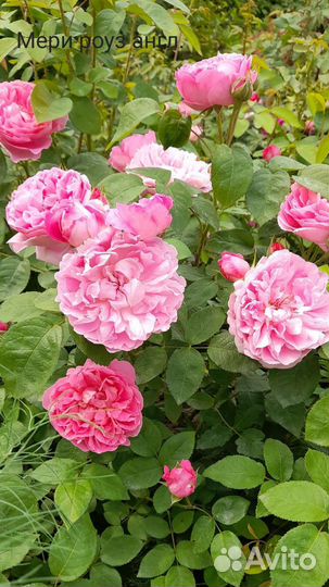 Укорен.осен.черенки 'Мэри роуз', 'Констанс' и др