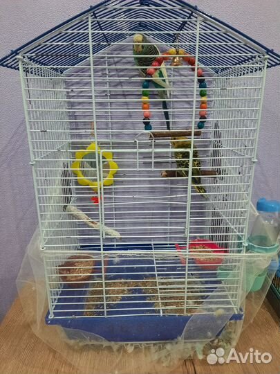 Продам попугаев