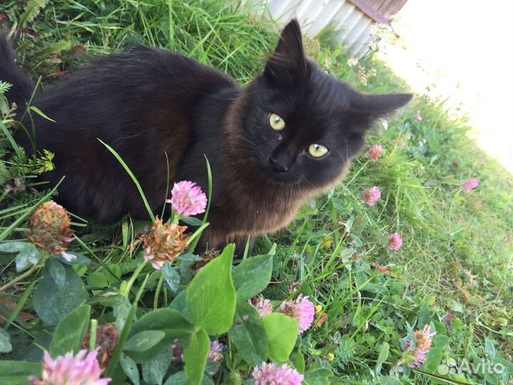 Котики бесплатно в добрые руки