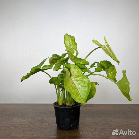 Сингониум микс (d10)