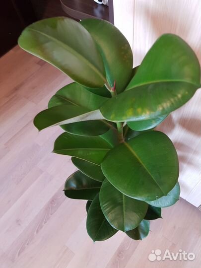 Фикус 