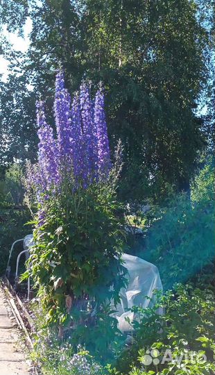 Многолетники сине-голубые