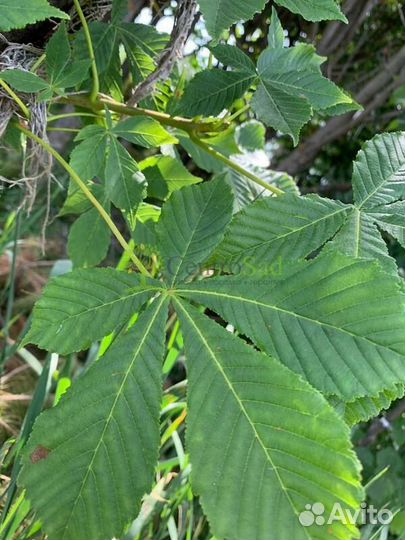 Саженцы Каштан конский Aesculus оптом