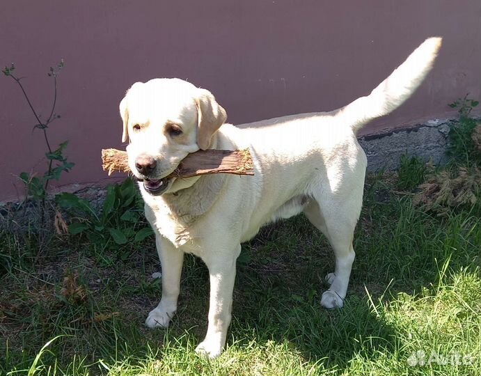 Кобель лабрадор для вязки