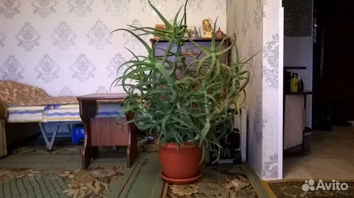 Алоэ лечебный