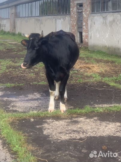 Коровы нетели