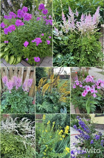 Садовые цветы