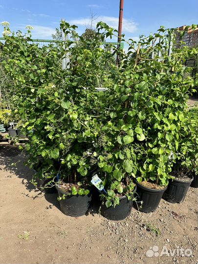 Гортензия черешковая большая