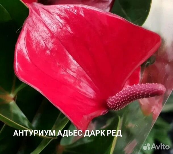 Антуриумы сортовые 15 видов