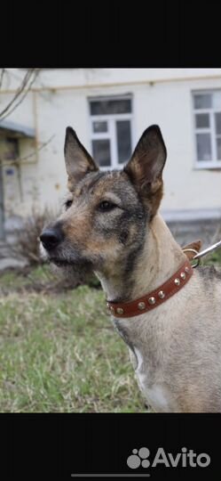 Собака сука девочка стерильная 1,5 года