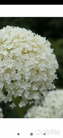 Гортензия древовидная аннабель