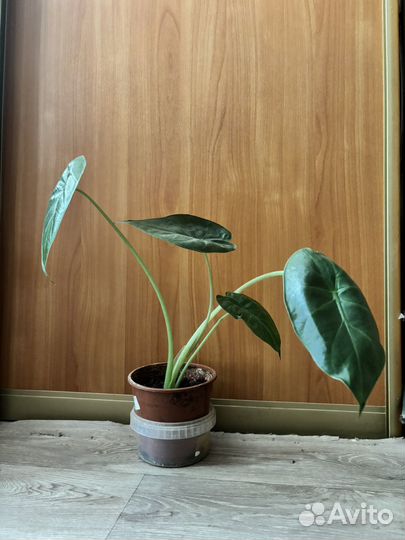 Алоказия Регал Шилдс