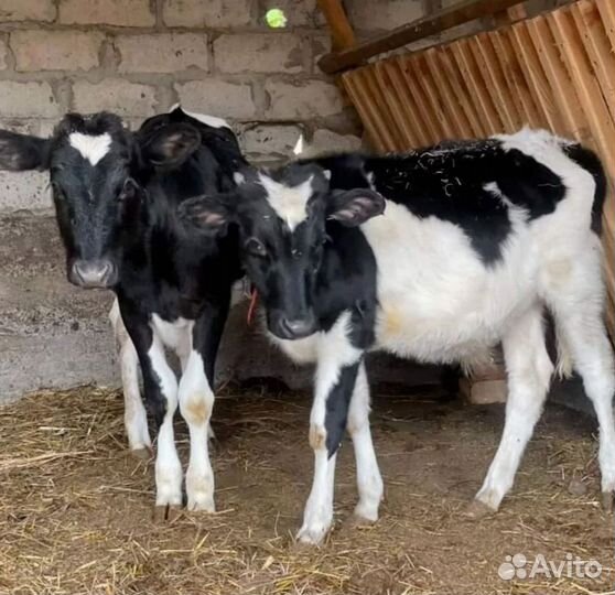 Телята бычки на откорм, доставка бесплатно