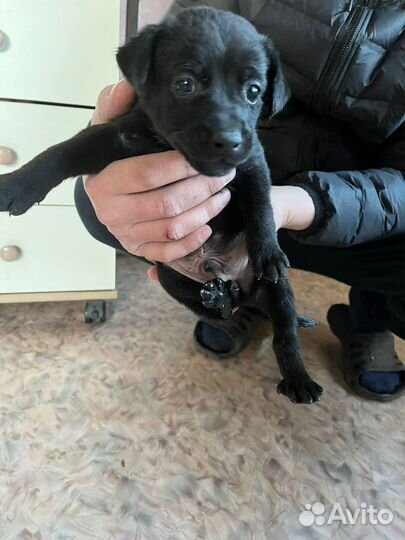 Отдам в хорошие руки щенят