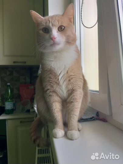 Рыжий котик ищет дом, в дар, дать шанс жить