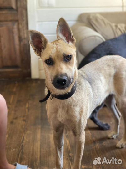 Ищет дом великолепный пёсик Валли