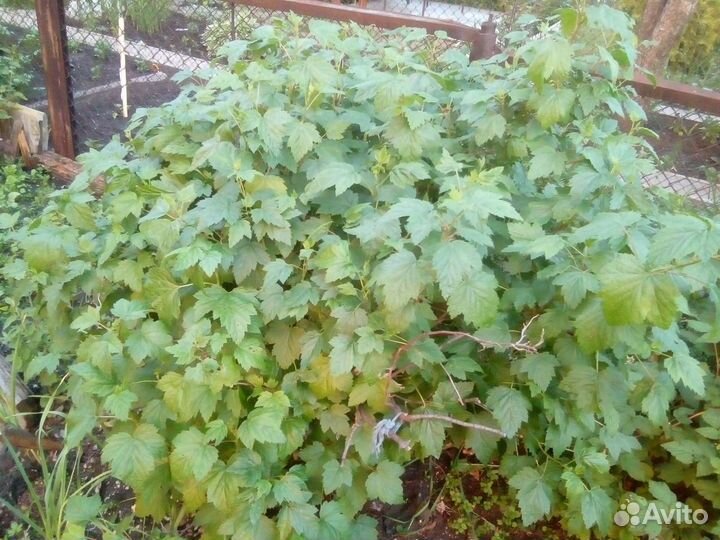 Свежая Мята и Мелисса, яблоки и груши,вишня