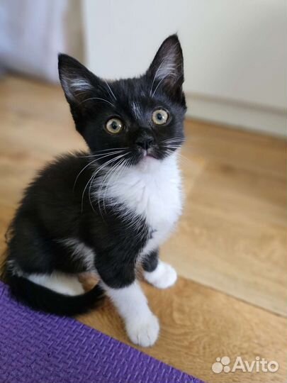 Черный котенок в добрые руки