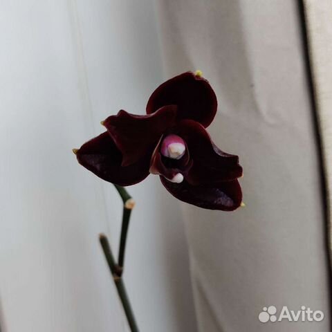 Орхидея фаленопсис phal. Yaphon Black Snake