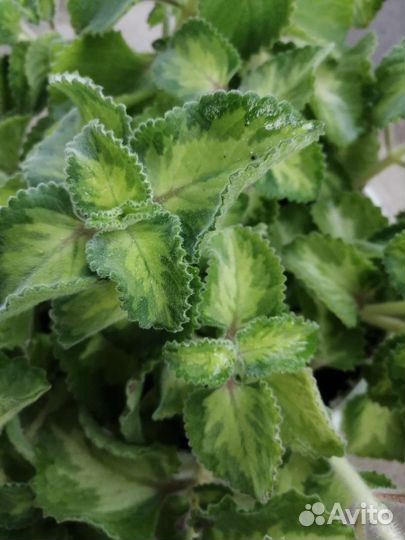 Растения для дома и сада