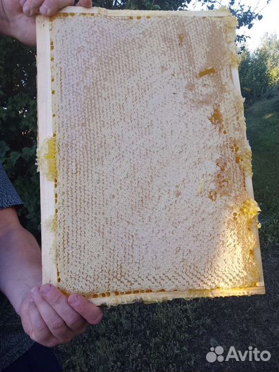 Рамка меда (Дадан) 2023 соты мёд