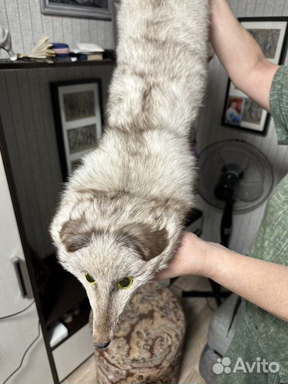 Шкурка песца