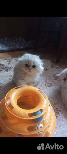 Шотландские котята