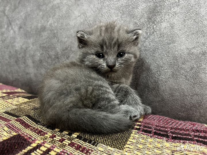 Британские котята бесплатно