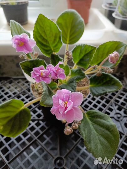 Фиалка цветущая