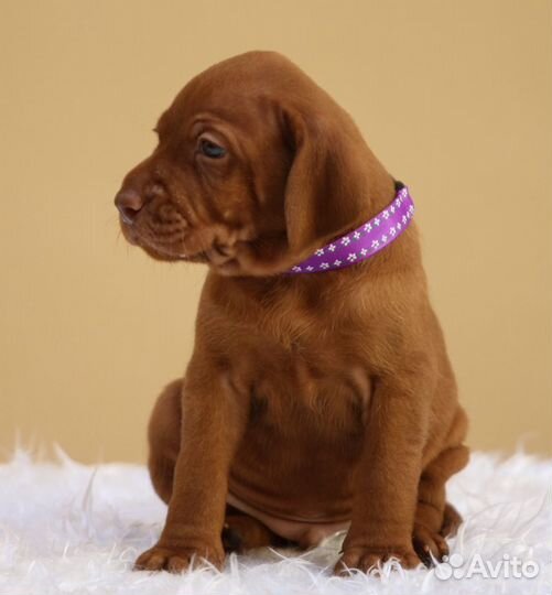 Венгерская выжла щенки