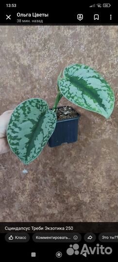 Бегонии, сциндапсус