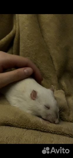 Передержка грызунов и птиц