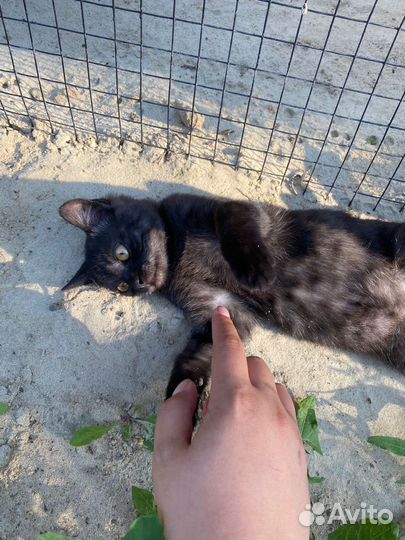 Котенок в добрые руки