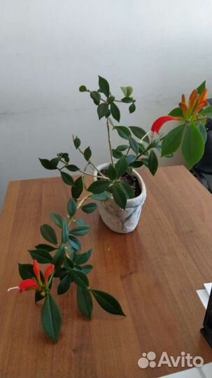 Комнатные растения