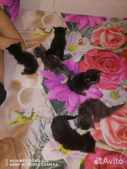 Чистокровные мейн куны