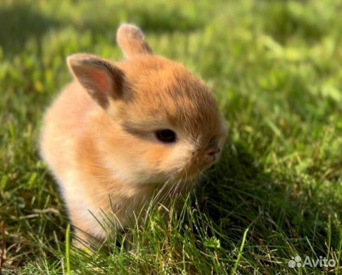 Мини Карликовые Кролики в Питомнике Привитые