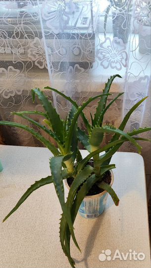 Алоэ столетник