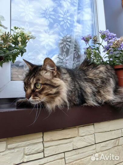Кот Кузя ищем дом