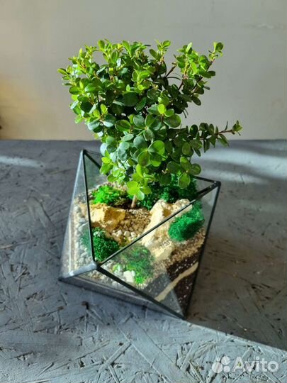 Бонсай во флорариуме октаэдре