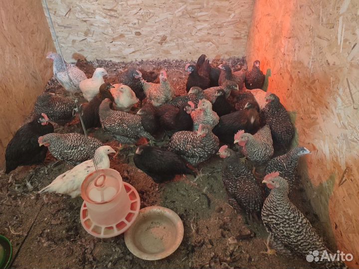 Куры молодки доминант