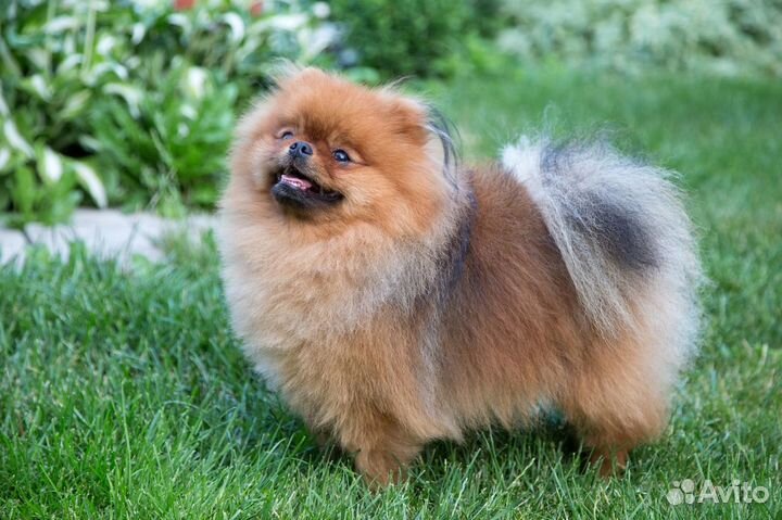 Настоящий померанец-медвежонок