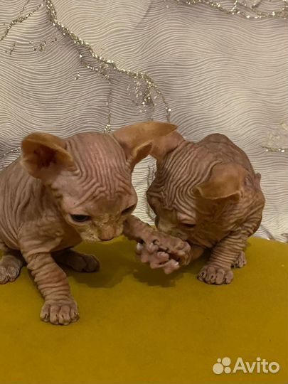 Канадский сфинкс