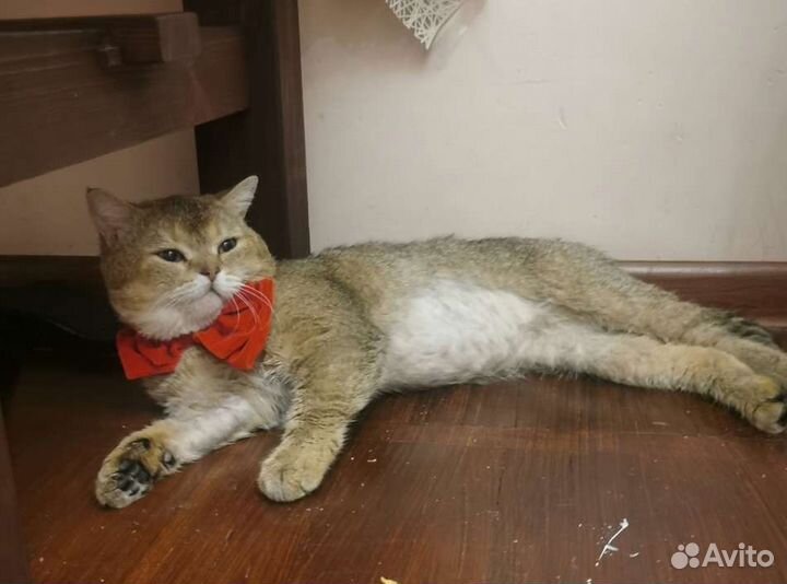 Кот на вязку золотая шиншилла